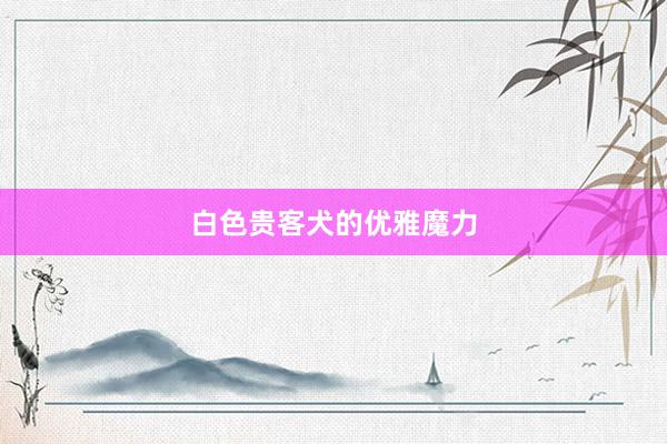 白色贵客犬的优雅魔力